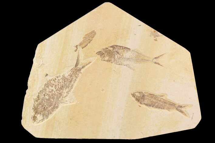 Wide Fossil Fish Plate (Diplomystus & Knightia) - Wyoming #91584